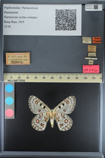 Media type: image;   Entomology 35746